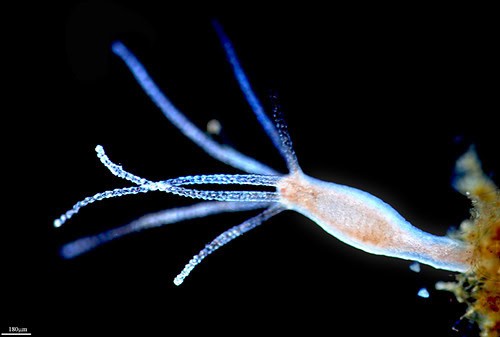 Why Some Animals Don’t Age — At All