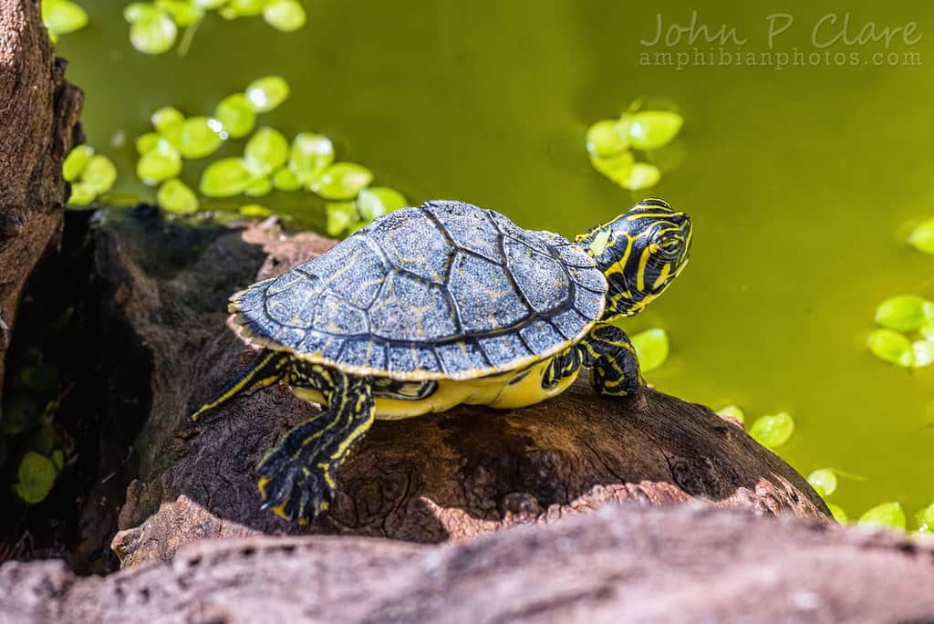 Peninsula Cooter