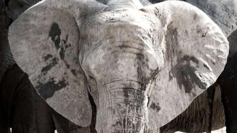 grey elephant walking on grey sand during daytime