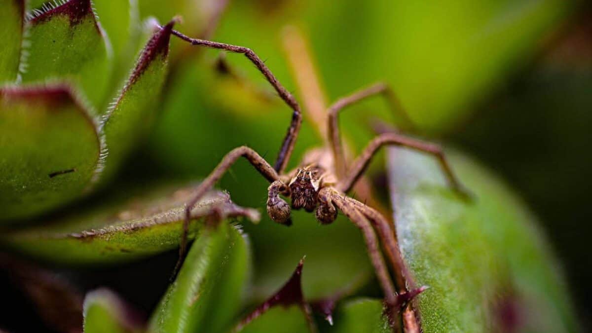 spider, nature, insect, leafs, brown spider, big spider, spider in the plant, garden, spider view, spider eyes, brown spider eyes, spider, spider, spider, spider, spider
