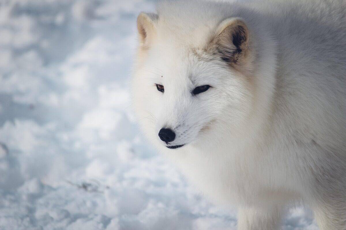 arctic fox, fox, mammal, animal, canine, snow, wildlife, nature, arctic fox, arctic fox, arctic fox, arctic fox, arctic fox