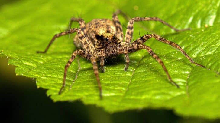 15 Creepiest Spider Species Living Right in Your U.S. Backyard