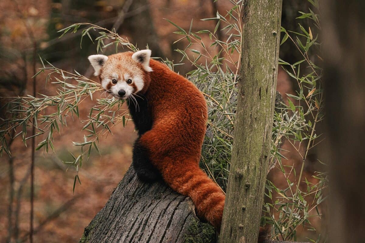 The Bamboo Connection Is Pure Coincidence