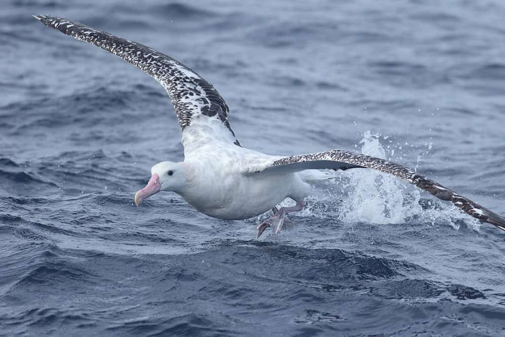 Wandering Albatross