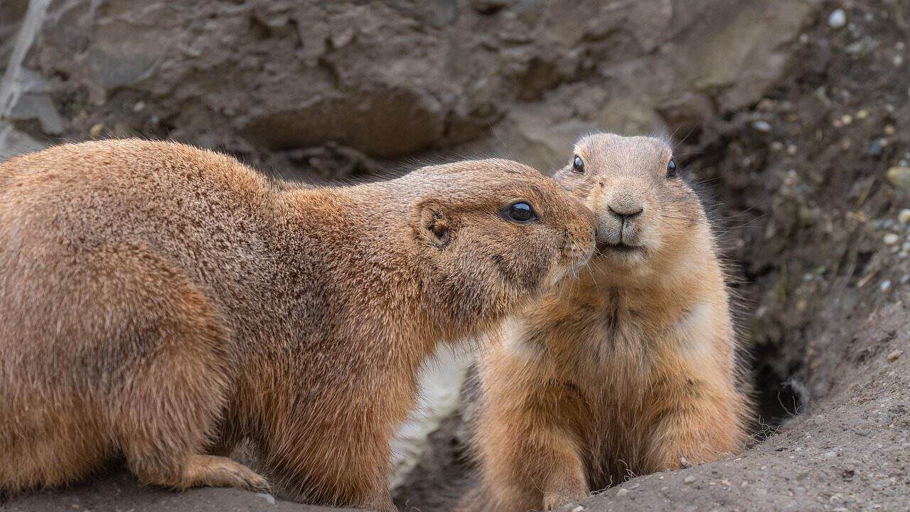 prairie dogs, ground squirrel, rodents, cute, nature, mammals