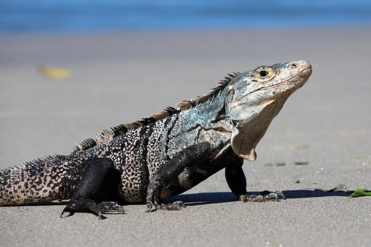 iguana, lizard, reptile, nature, beach, sand, wildlife