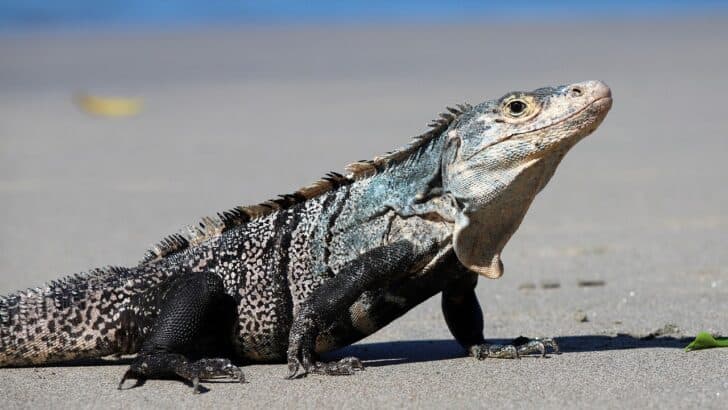 The Unique Lizards of the Sonoran and Mojave Deserts