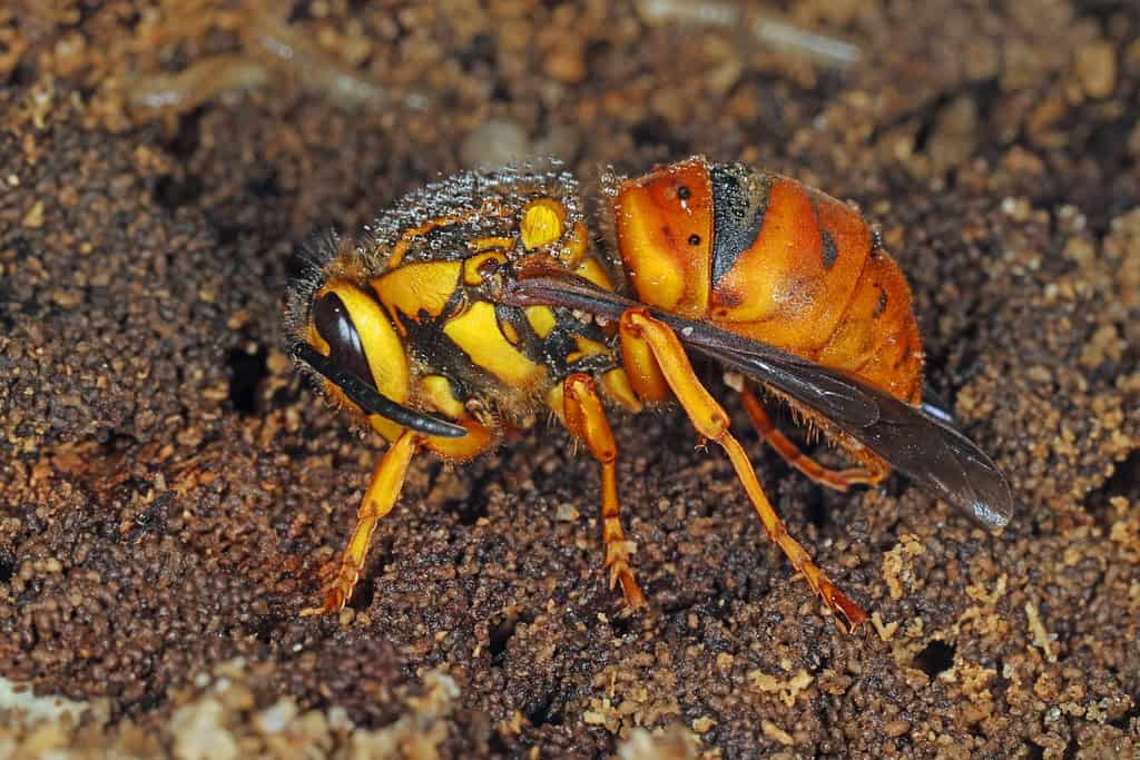Southern Yellowjacket