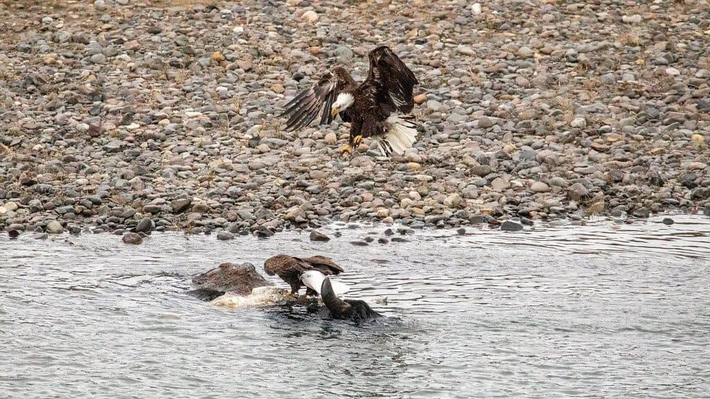 Bald Eagles Fighting