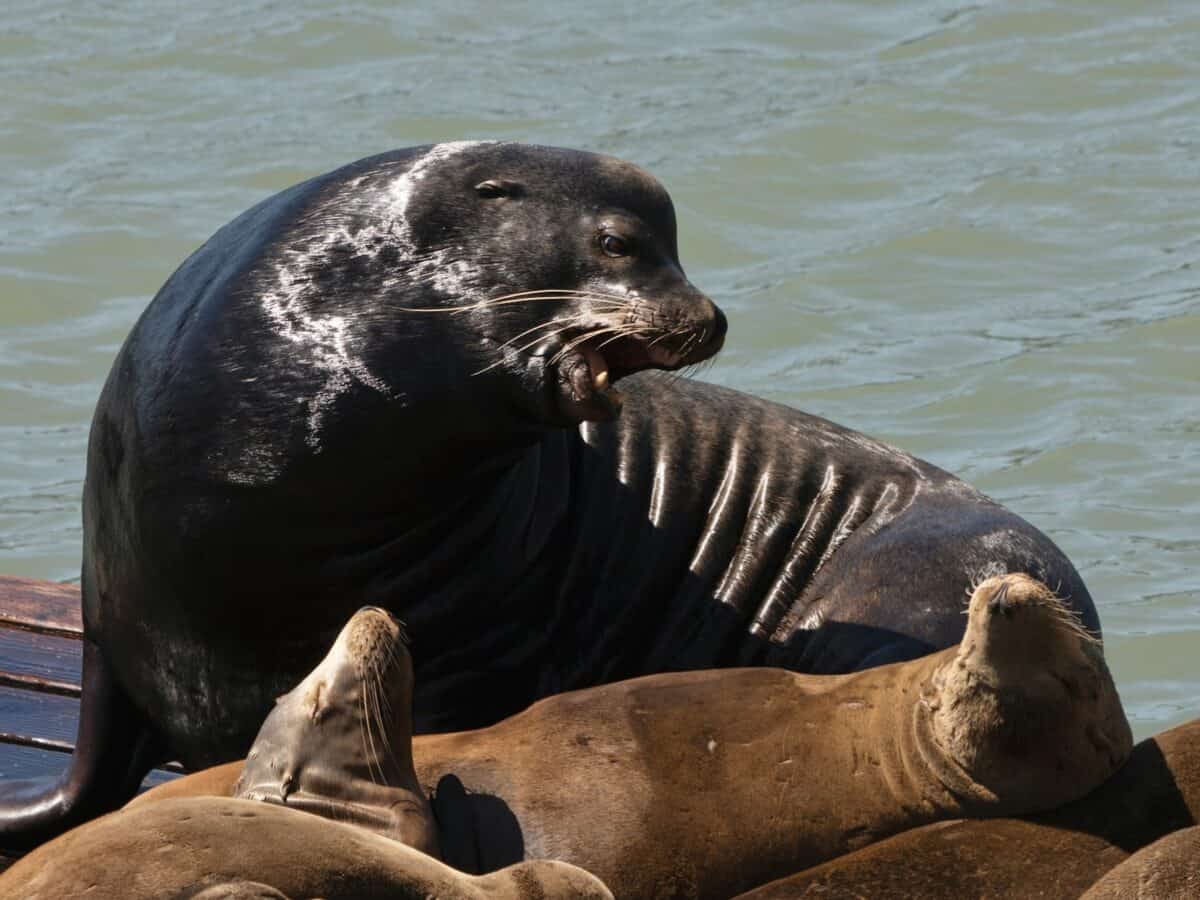 A group of sea lions laying on top of each other