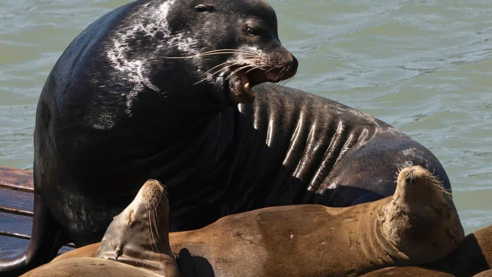 A group of sea lions laying on top of each other