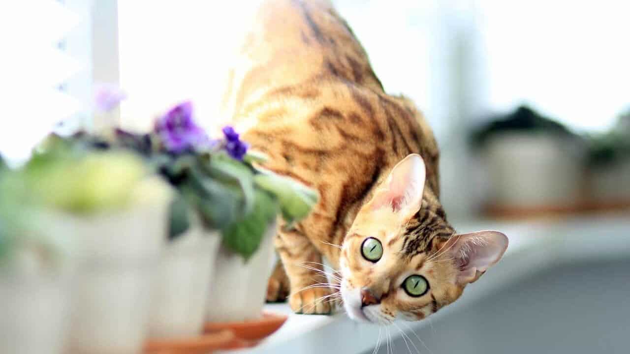 cat, bengali, on the windowsill, animal, pet, bengal
