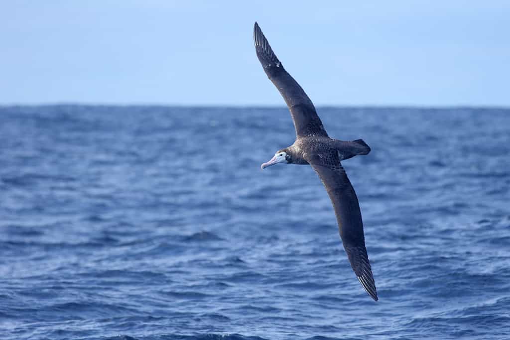 Wandering Albatross