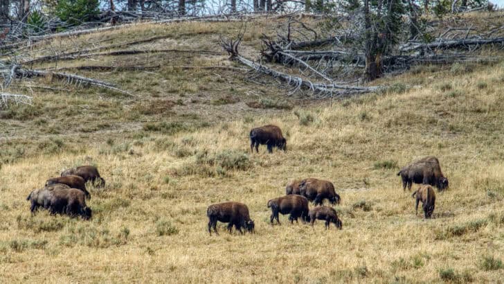 How Bison Help Restore Burned and Damaged Grasslands
