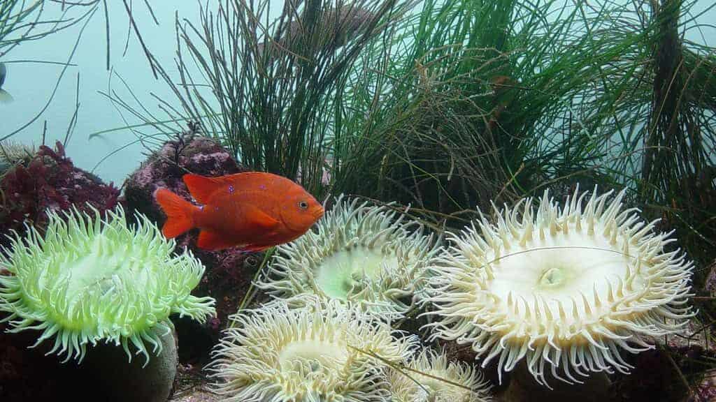 Sea Anemone
