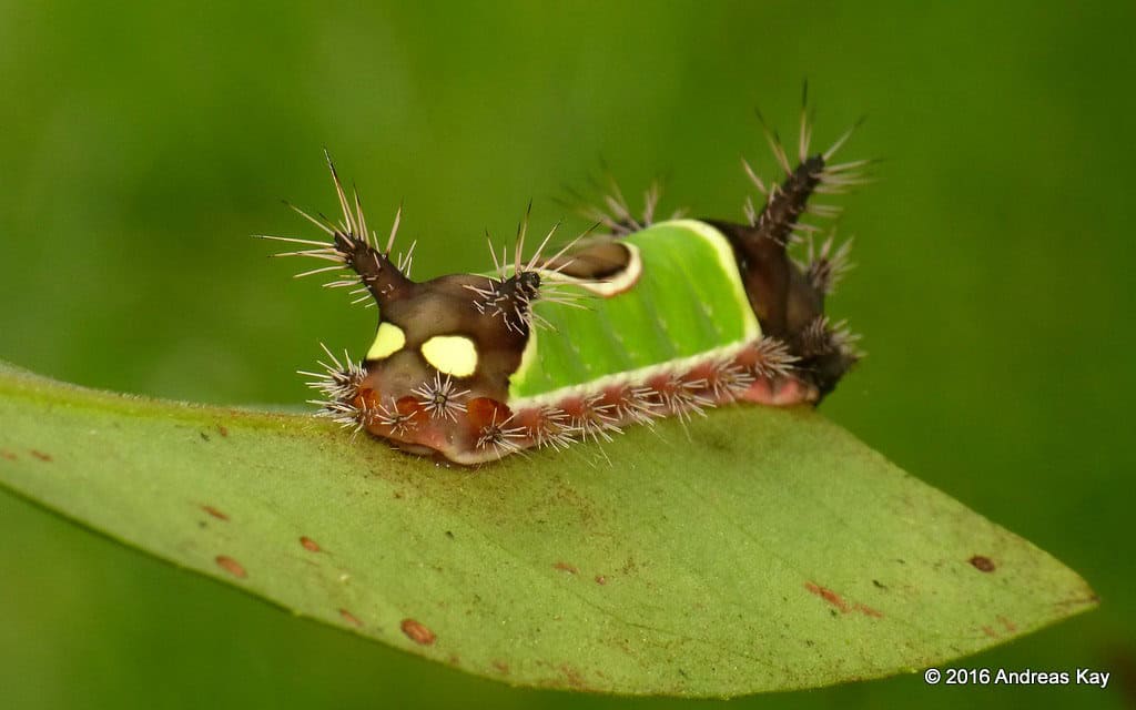 saddleback caterpillar