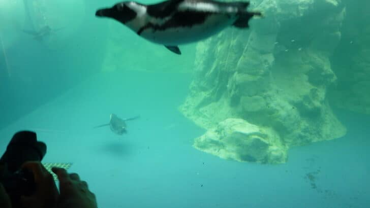 Why Penguins &ldquo;Porpoise&rdquo; Through the Water