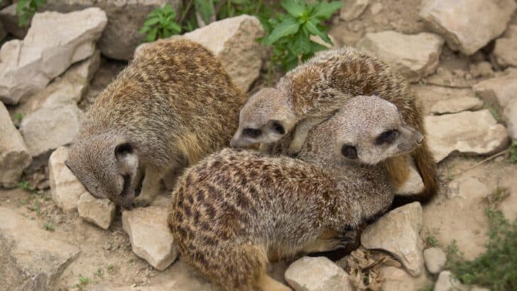 Cuddling for Warmth: How Meerkats Stay Cozy