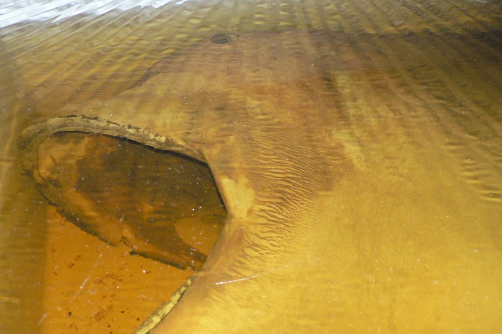 megamouth shark