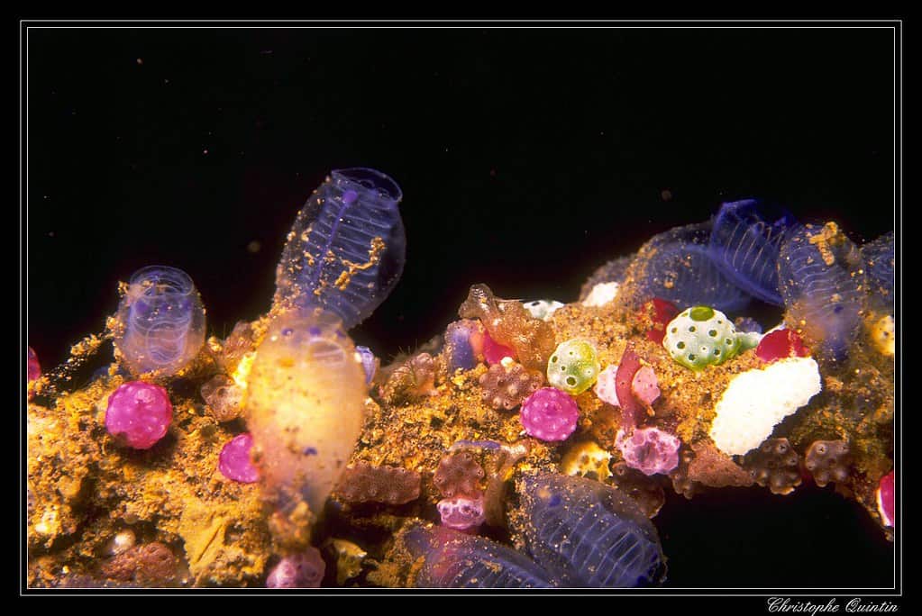 sea squirt
