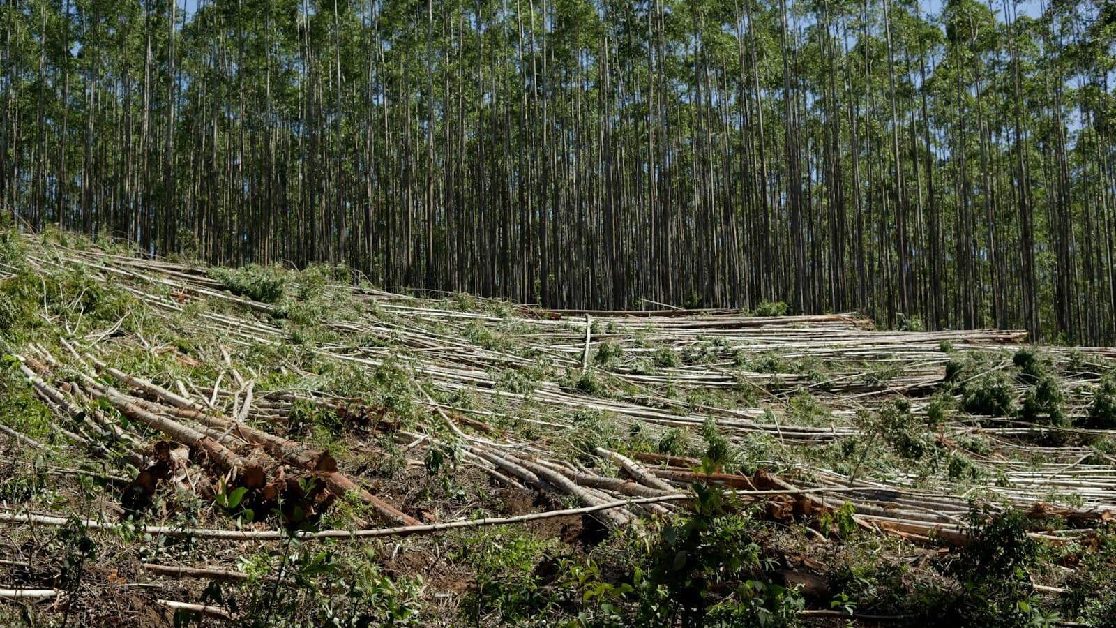 a forest filled with lots of cut down trees