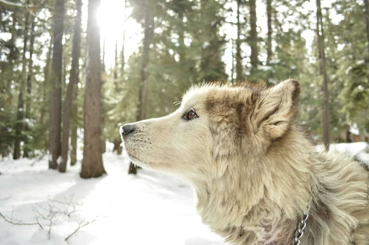 Seasonal Variations: How Weather Affects Wolf Behavior 