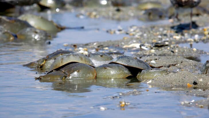 Why the American Horseshoe Crab Needs Federal Protection