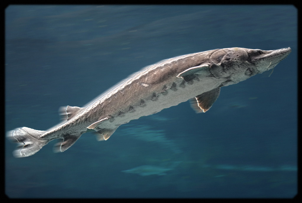 A fish swimming in the water with a large body.