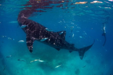 The Incredible Migrations of Whale Sharks