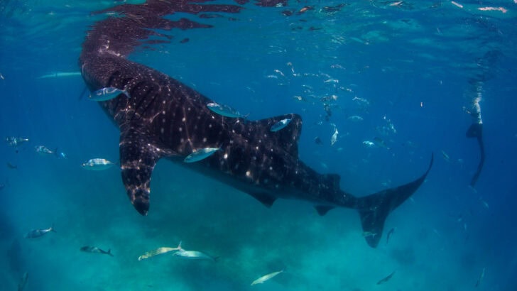 The Incredible Migrations of Whale Sharks