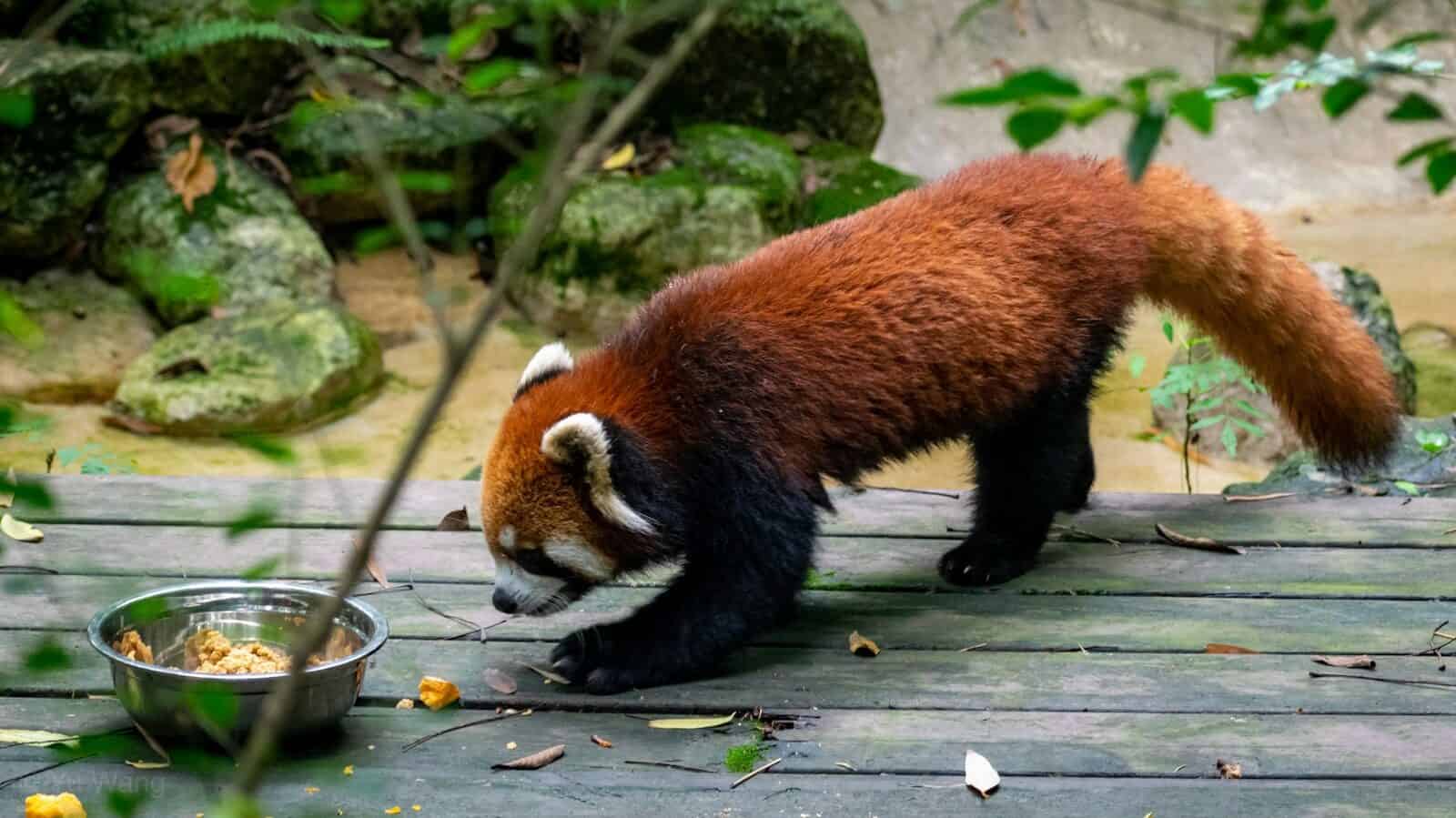 red panda near food