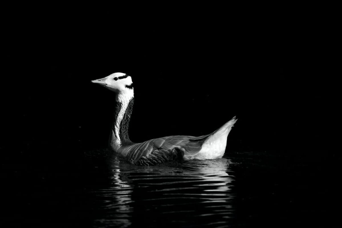 a black and white photo of a duck in the water