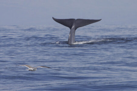 Marine Mammals Seen Off the Coast of Northern California