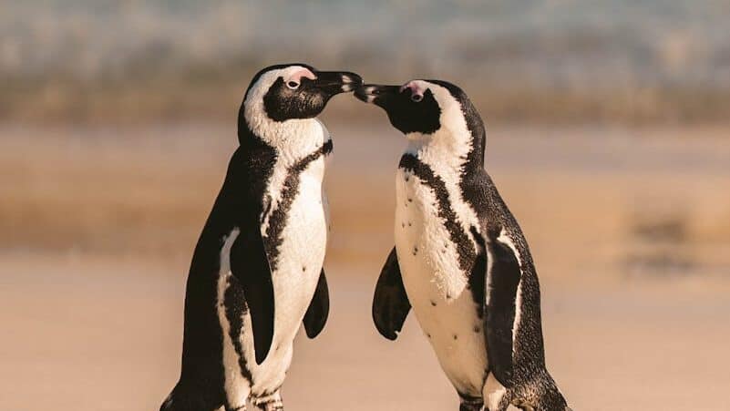Two African penguins interacting on the sandy shoreline at Boulders Beach, South Africa.