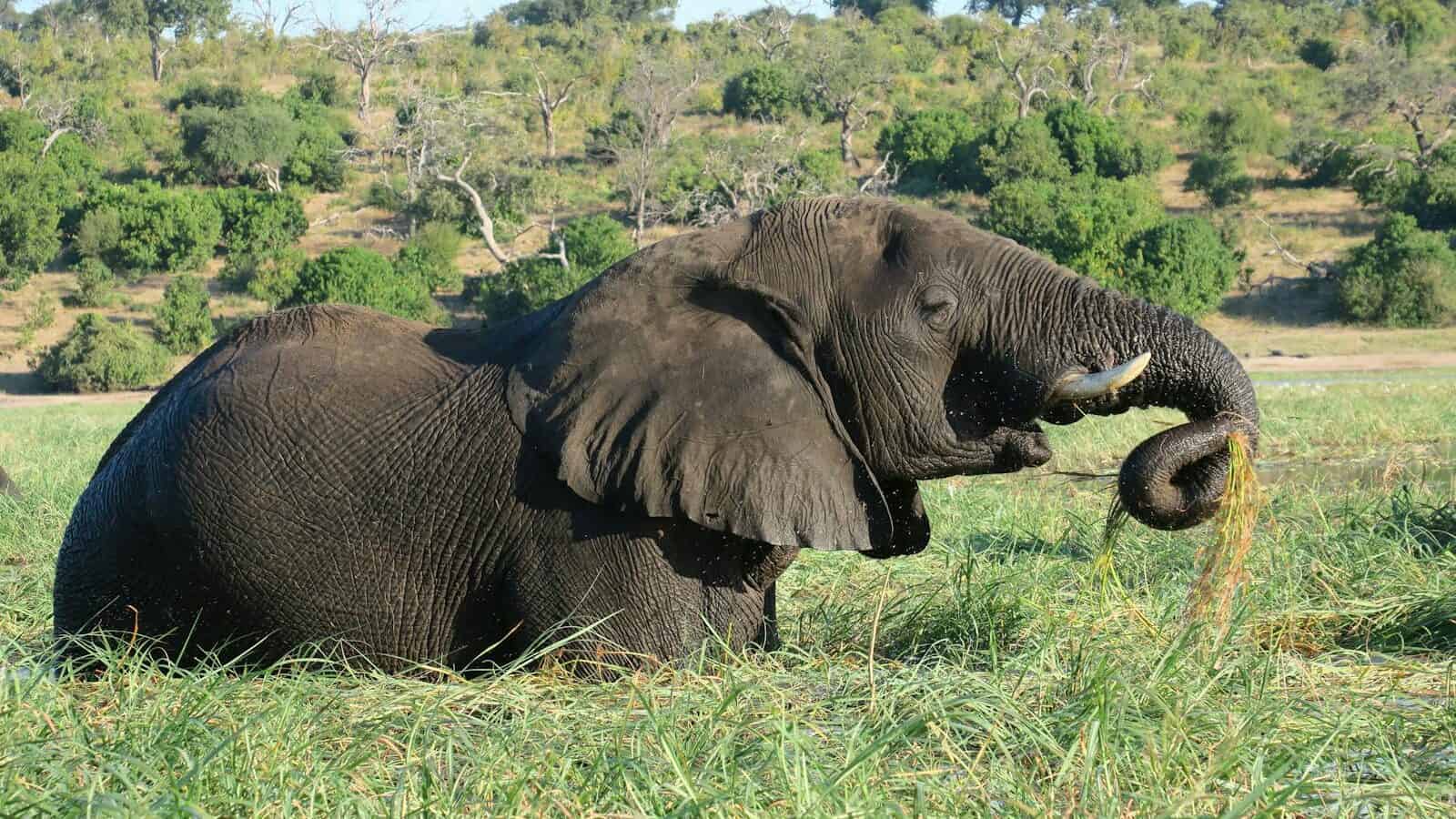 Close-up of African elephant eating grass in a lush green field, showcasing its natural habitat.