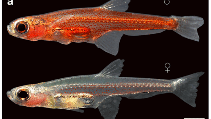 The Smallest Fish in the World Is Nearly Transparent