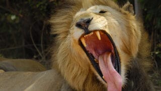 Roaring Lion