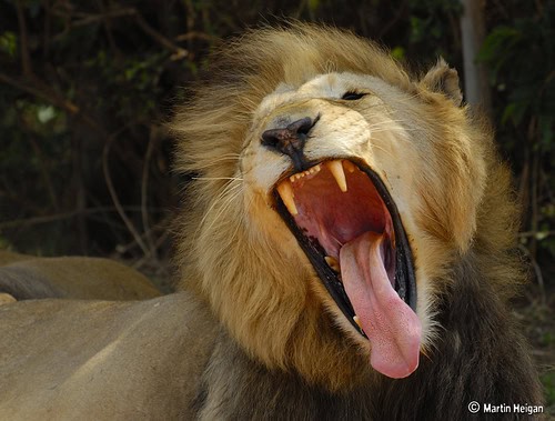 The Mighty Lion’s Roar: Why Does It Evoke Emotion In Humans?