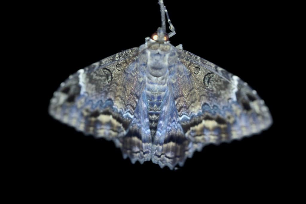 Black Witch Moth