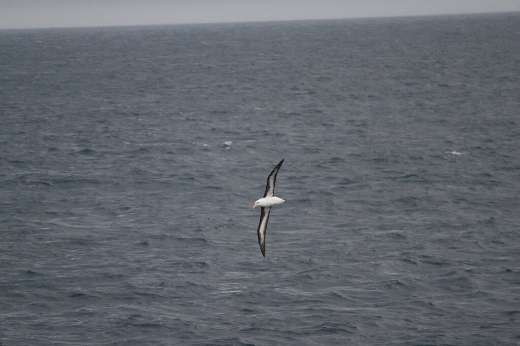 Wandering Albatross