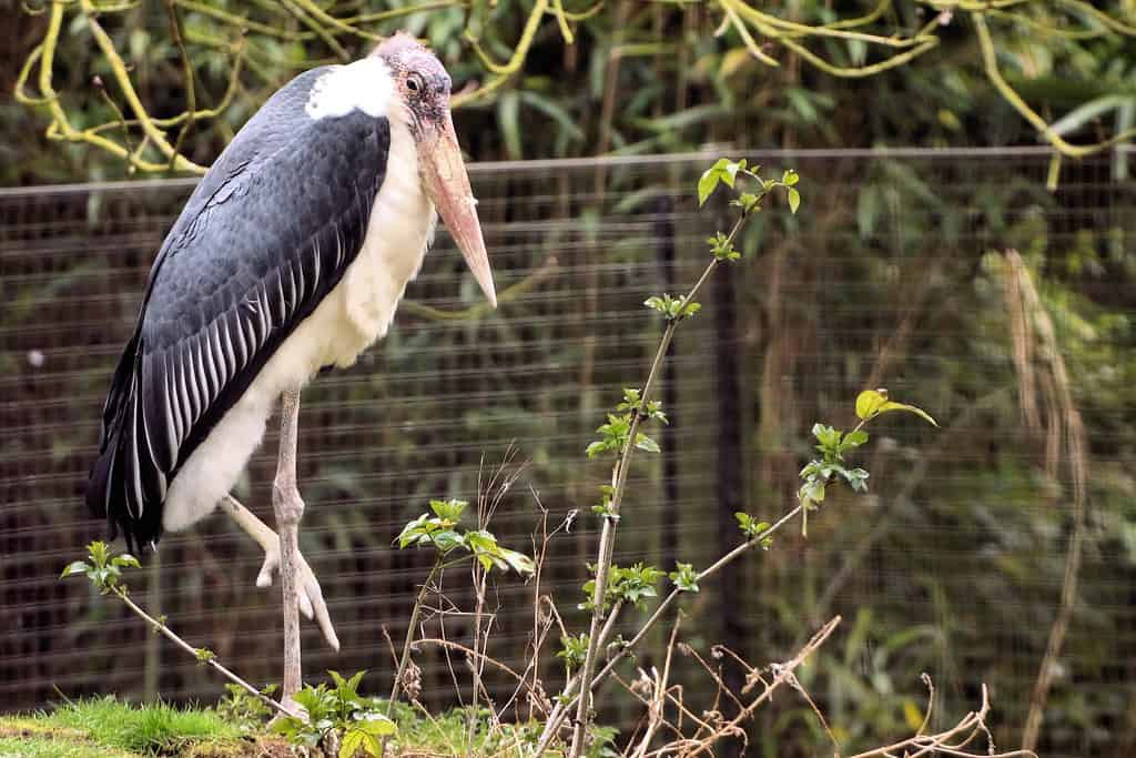 Marabou Stork