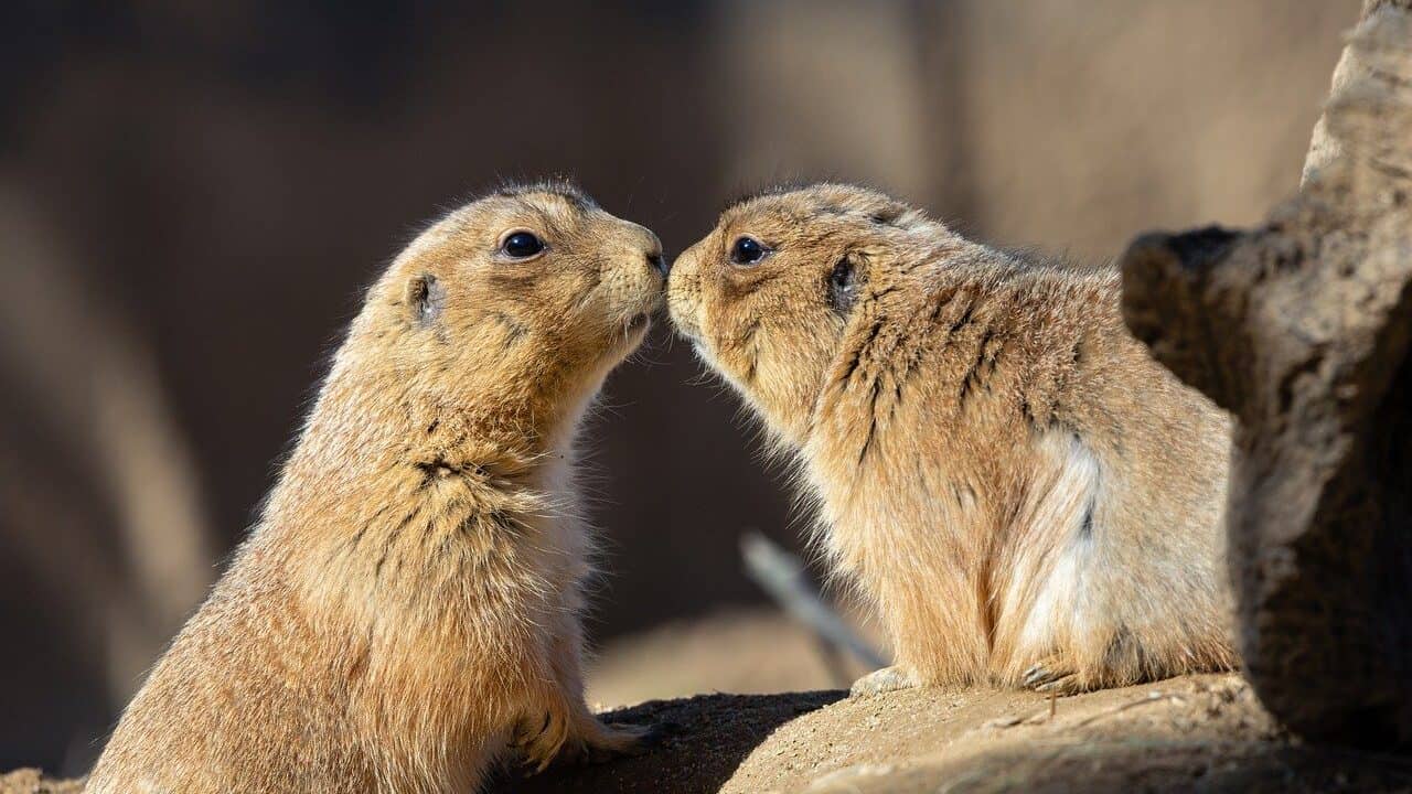 prairie dogs, animals, wildlife, rodent, kissing, dirt, hole, fur, mammals, ground, nature