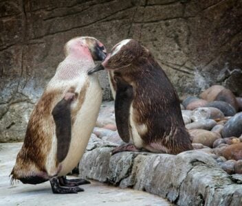 How Penguins Use Pebbles as Part of Their Courtship Ritual