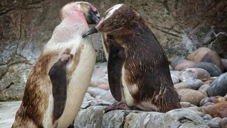 How Penguins Use Pebbles as Part of Their Courtship Ritual