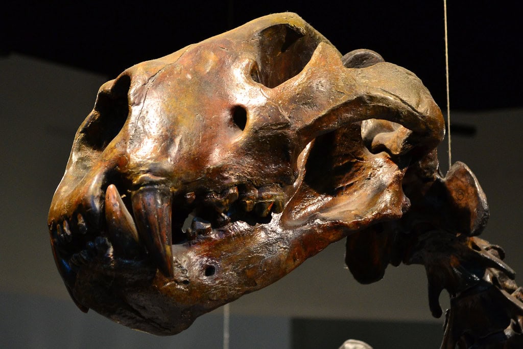 Short-Faced Bear skeleton