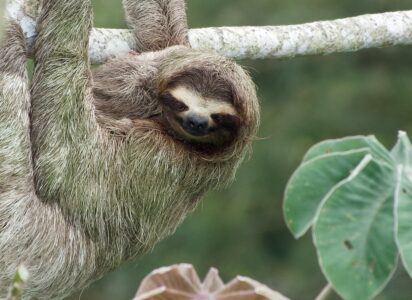 Why Sloths Give Gentle Smiles