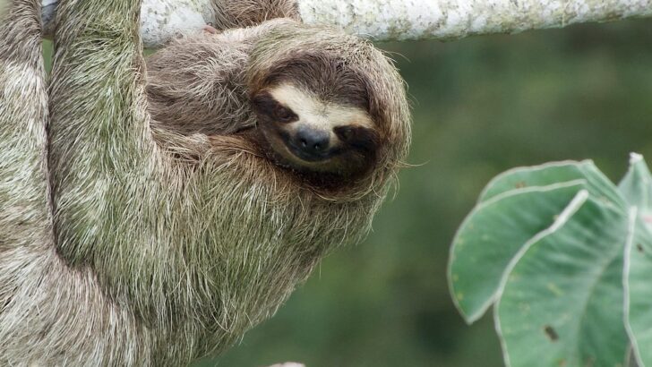 Why Sloths Give Gentle Smiles
