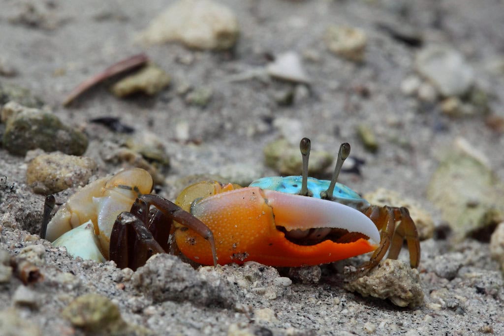 Mangrove Crab