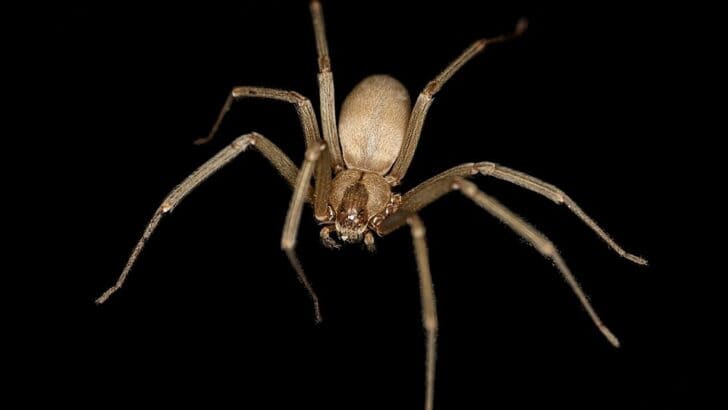The Anatomy of a Spider: What Makes It So Unique?