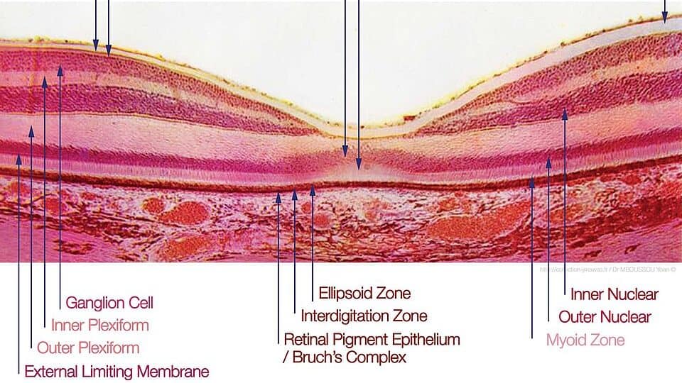 Fovea Centralis